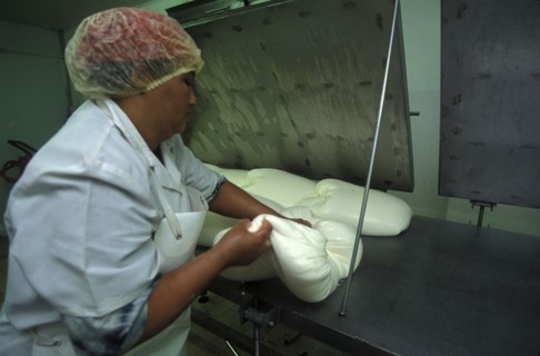 SOUTH AFRICA, Western Cape, Paarl, Female worker preparing goats milk for processing in to cheese