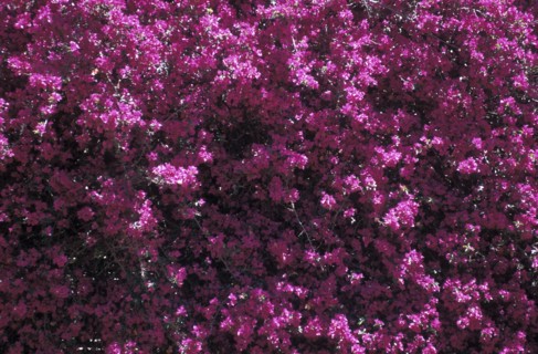 SOUTH AFRICA, Western Cape, Riebeek Kasteel, Close up of a Bougainvillea plant with purple pink