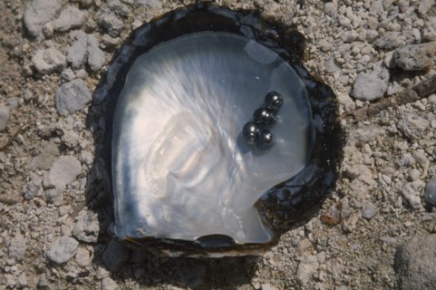 PACIFIC ISLANDS, French Polynesia, Tuamotu Islands, Manihi.  Open half of oyster shell with four
