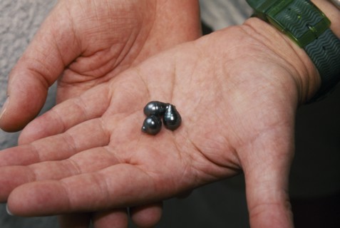 PACIFIC ISLANDS, French Polynesia, Tuamotu Islands, Manihi.  Black pearls held in palm of hand.