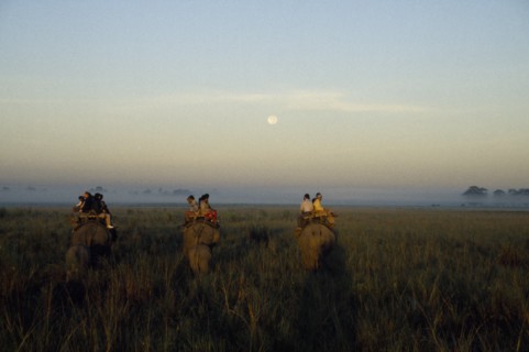 INDIA, Assam, Kaziranga National  Park, Tourists mounted on elephants on safari to see rhino