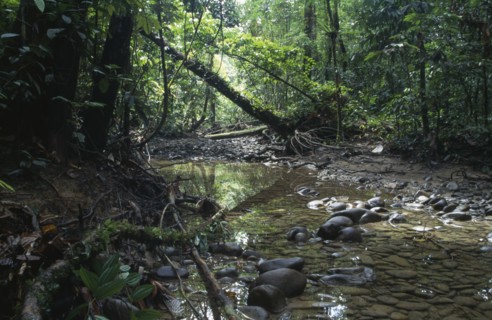 MALAYSIA, Sarawak, Gunung Mulu Nat. Park, Rainforest interior.