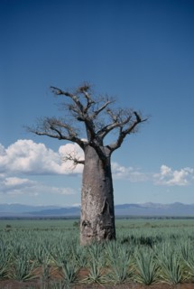 MADAGASCAR, Near Berenty, Single Baobab Tree in sisal plantation