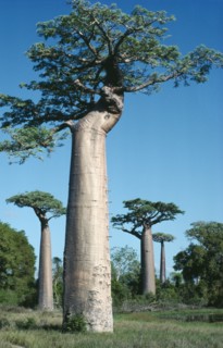 MADAGASCAR, Vegetation, Baobab trees with one in the foreground with pegs in its trunk used as a