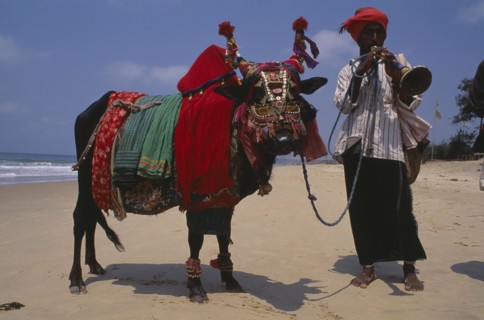 INDIA, Goa, Calangute, Lambani gypsy playing wind instrument and leading cow with highly decorated