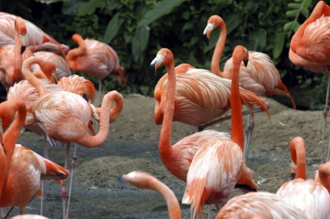 SINGAPORE, Jurong, Jurong Bird Park. Group of pink Flamingoes