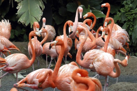 SINGAPORE, Jurong, Jurong Bird Park. Group of pink Flamingoes