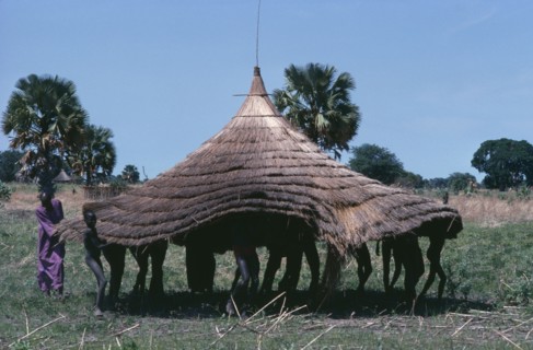 20050046 SUDAN  Architecture Dinka moving thatched roof of hut.