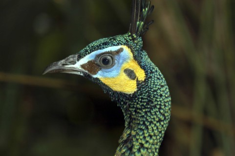 SINGAPORE, Jurong, Jurong Bird Park. Head shot of a green feathered Peacock with yellow and blue