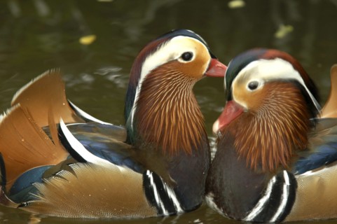 SINGAPORE, Jurong, Jurong Bird Park. Portrait of two Mandarin ducks