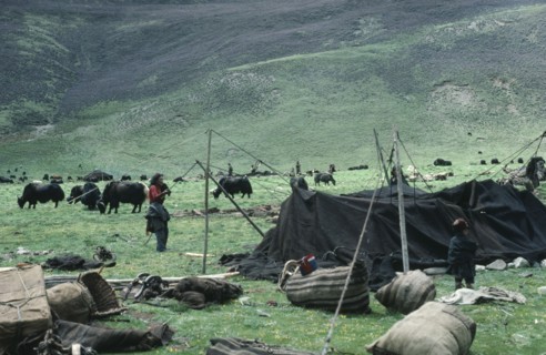 TIBET, Nomadic People, Tibetan nomads erecting tent at new yak camp