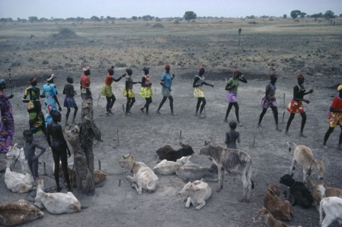 SUDAN, Tribal People, Dinka tribe performing wedding dance around cattle to be given as dowry.