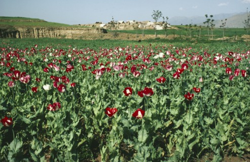PAKISTAN, Drugs, Field of opium poppies.