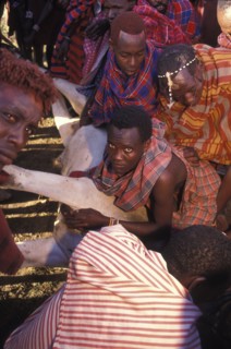 KENYA, Kajiado, A sacrificial cow is suffocated to death at the beginning of the initiation