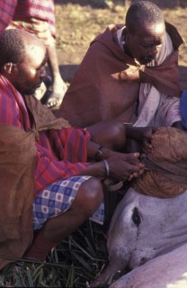 KENYA, Kajiado, A sacrificial cow is suffocated to death at the beginning of an initiation ceremony
