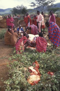 KENYA, Kajiado, Maasai elders prepare the meat feast which is part of  the initiation ceremony that