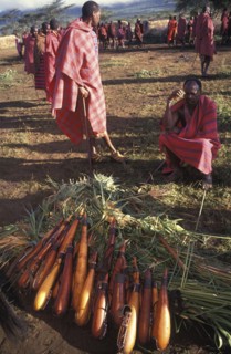KENYA, Kajiado, Gourds filled with honey beer are lined up at the beginning of the initiation