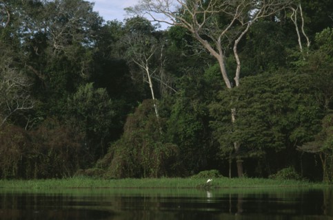 BRAZIL, Amazon, Lago Mamiraua Vareza
