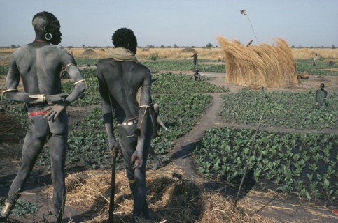 SUDAN, Farming, "Dinka men contemplating field of tobacco, the only crop grown during the dry