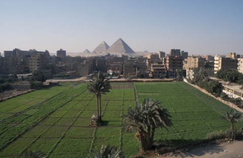 EGYPT, Cairo, Urban agriculture and view toward pyramids