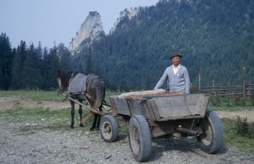 ROMANIA, Carpathian Mountains, Farmer with horse drawn wooden cart.