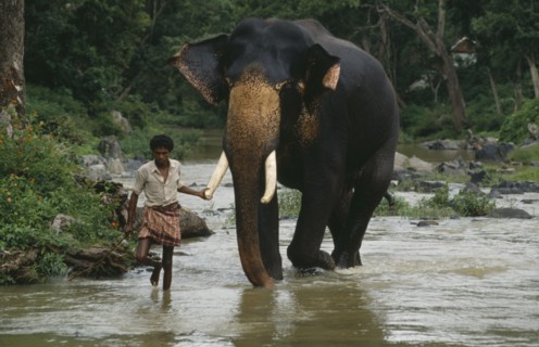 INDIA, Gudular Hills, Mahout leading elephant by the tusk along river.