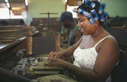 CUBA, Havana, Female worker with her hair in curlers rolling cigars in factory.