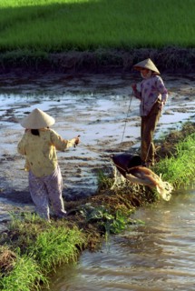 VIETNAM, South, Nha Trang, Two ladies draining a paddy field to replenish another in preperation