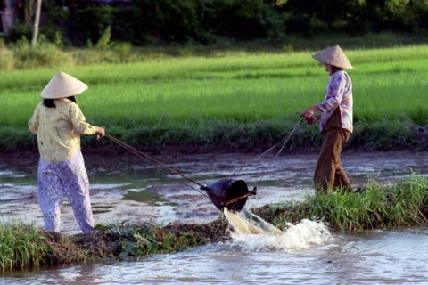 VIETNAM, South, Nha Trang, Two ladies draining a paddy field to replenish another in preperation