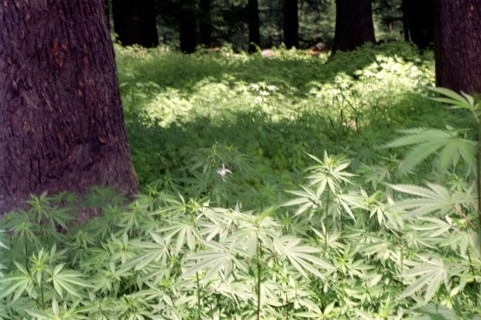 INDIA, Manali, View of the undergrowth in a local park grounds in the centre of town