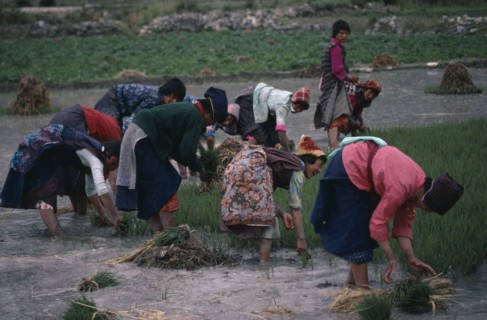 BHUTAN, Paro, Group of women planting paddy fields
