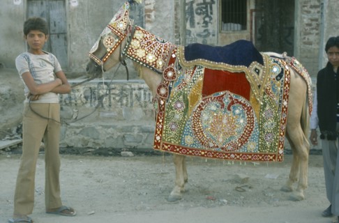 INDIA, Rajasthan, Jaipur, Boy holding pony wearing highly decorated saddle cloth and bridle in