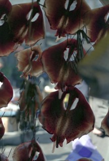 SOUTH KOREA, Pusan, Central Pusan, Chagalchi Fish Market with Cuttlefish cut and hung out to dry