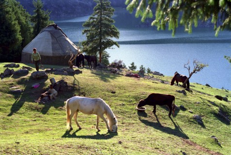 CHINA, Xinjiang, Tianchi, Heavenly Lake. Grazing horses and cow near a Yurt at the lakeside