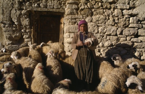 TURKEY, Agriculture, Female shepherd with sheep