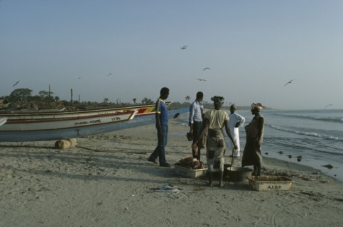 GAMBIA, Gunjar, People buying freshly caught fish on the beach