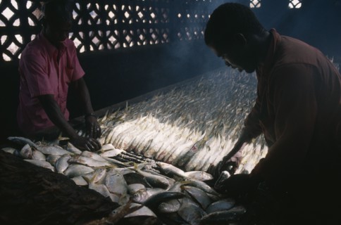GAMBIA, Industry, Smoking fish
