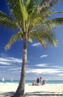 USA, Florida, Fort Lauderdale, Palm on the golden sandy beach with bathers on the sand and sail