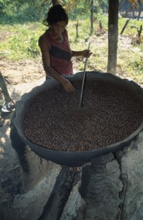 BRAZIL, Amazonas, Rio Maues, Igarape Arua. Satere Maue Indian woman roasting Guarana seeds on a
