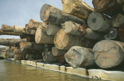 BRAZIL, Amazonas, Amazon River, Jauari district of Itacoatiara. Cut rainforest timber floating down