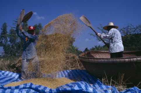 THAILAND, North, Lumphun District, Threshing rice by hand.