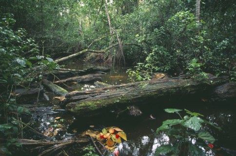 COSTA RICA, Limon, Rainforest interior near Cahuita on the Caribbean coast