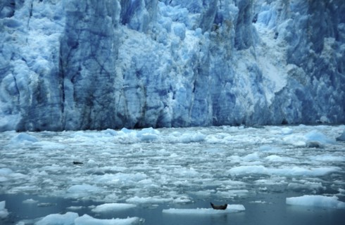 USA, Alaska, Near Juneau, View over floating icebergs with resting seals toward sheer ice cliff of