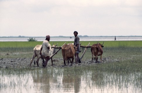 BANGLADESH, General, Oxen ploughing in flooded paddy field