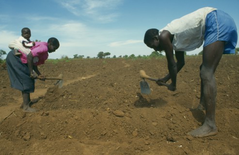 MALAWI, Near Lilongwe, Single child family working in the field