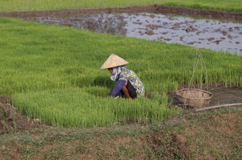 VIETNAM, North, Farming, Woman working with rice seedlings for transplanting