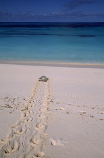 SEYCHELLES, Bird Island, View from sandy beach of a Hawksbill turtle returning to the sea after