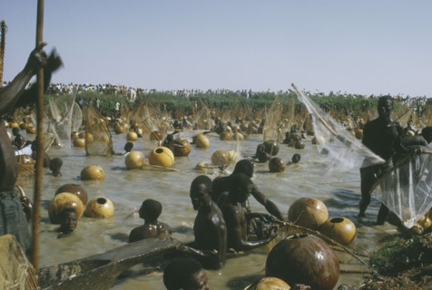 NIGERIA, North, Argungu, View over mass of men with nets in the muddy water for the Fishing