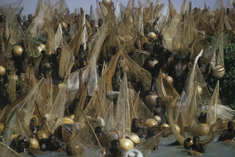 NIGERIA, North, Argungu, Men with nets rushing into the muddy water from the riverbank for the