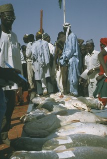 NIGERIA, North, Argungu, Row of fish with onlookers at the Fishing Festival